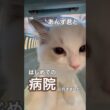 あんず君とはじめての病院に行きました💉#ラグドール #猫好きさんと繋がりたい #猫のいる暮らし #ねこ動画