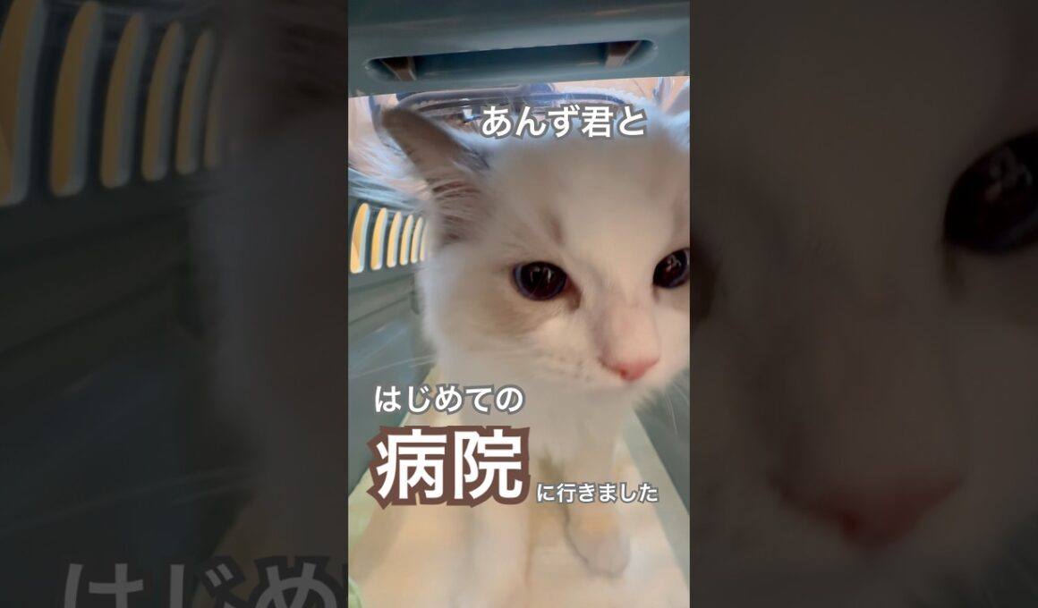 あんず君とはじめての病院に行きました💉#ラグドール #猫好きさんと繋がりたい #猫のいる暮らし #ねこ動画