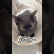 襲いかかる黒猫ボンベイ　#cat #ねこ #ねこのいる暮らし #ねこのいる生活 #ねこ動画 #猫 #猫好きさんと繋がりたい #かわいい #癒やし #甘えん坊