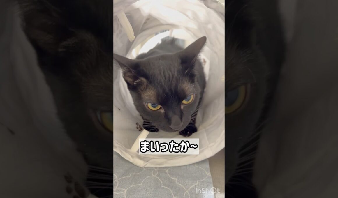 襲いかかる黒猫ボンベイ　#cat #ねこ #ねこのいる暮らし #ねこのいる生活 #ねこ動画 #猫 #猫好きさんと繋がりたい #かわいい #癒やし #甘えん坊