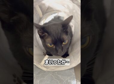 襲いかかる黒猫ボンベイ　#cat #ねこ #ねこのいる暮らし #ねこのいる生活 #ねこ動画 #猫 #猫好きさんと繋がりたい #かわいい #癒やし #甘えん坊
