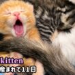 元野良ママが産んだ子猫の成長記録【生後11日目】