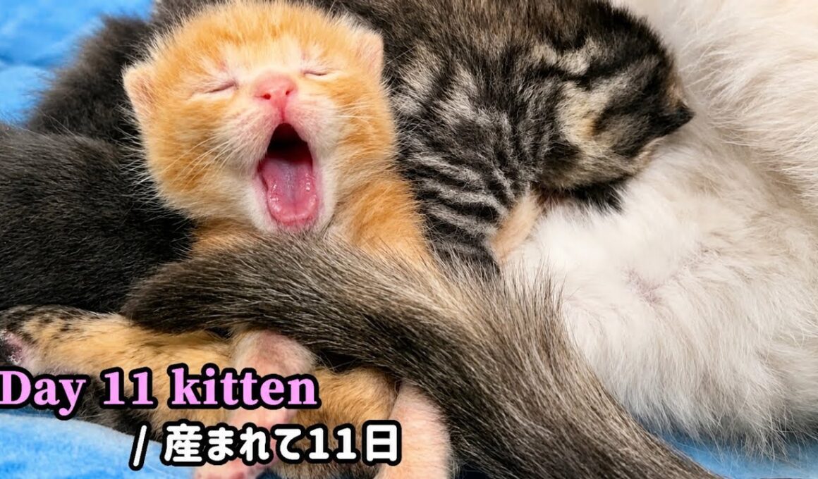 元野良ママが産んだ子猫の成長記録【生後11日目】