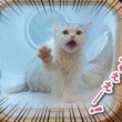 【悲報】ネッコ様、変な箱に監禁されてしまう…