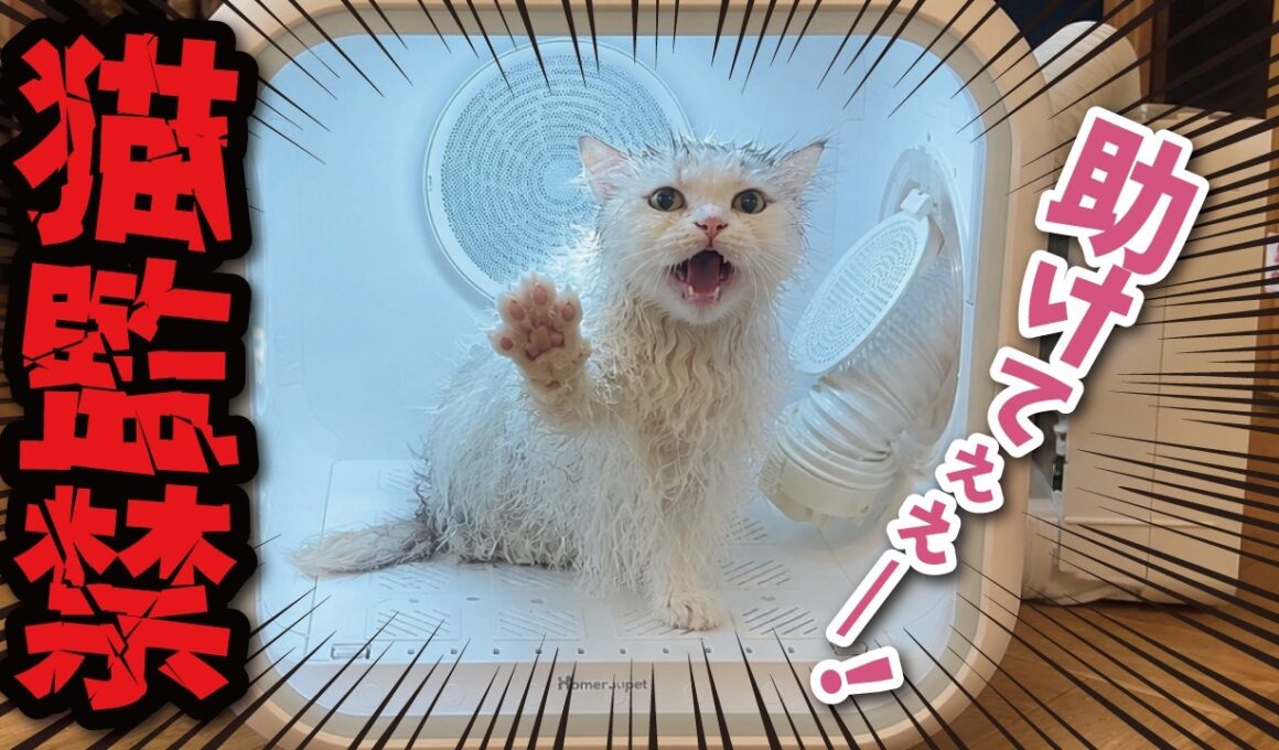 【悲報】ネッコ様、変な箱に監禁されてしまう…
