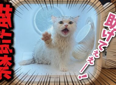 【悲報】ネッコ様、変な箱に監禁されてしまう…