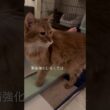 食事の途中でニャルソックを感知した猫【ソマリのぷー】#猫 #猫のいる暮らし #猫のいる生活 #cat #猫動画 #shortvideo #shorts #short #catvideos