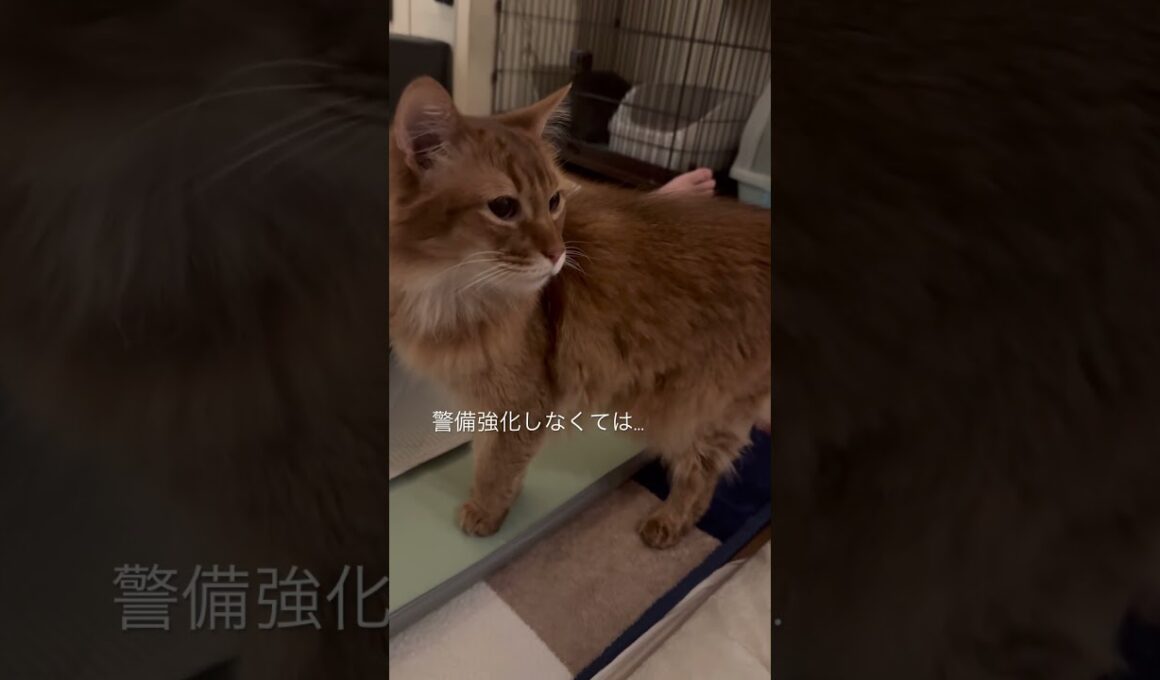 食事の途中でニャルソックを感知した猫【ソマリのぷー】#猫 #猫のいる暮らし #猫のいる生活 #cat #猫動画 #shortvideo #shorts #short #catvideos
