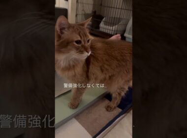 食事の途中でニャルソックを感知した猫【ソマリのぷー】#猫 #猫のいる暮らし #猫のいる生活 #cat #猫動画 #shortvideo #shorts #short #catvideos