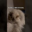猫と暮らして最初に受ける洗礼#shorts #猫 #cat #ラグドール #猫のいる暮らし