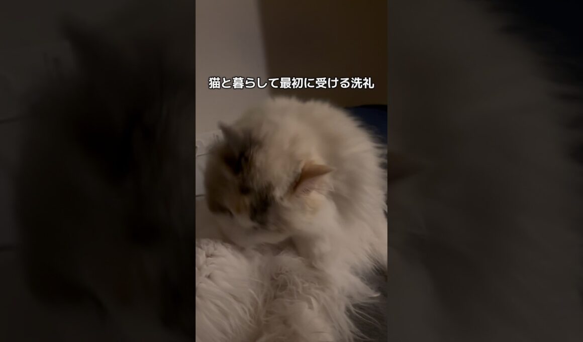 猫と暮らして最初に受ける洗礼#shorts #猫 #cat #ラグドール #猫のいる暮らし