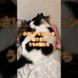 またまた大人気のクッション