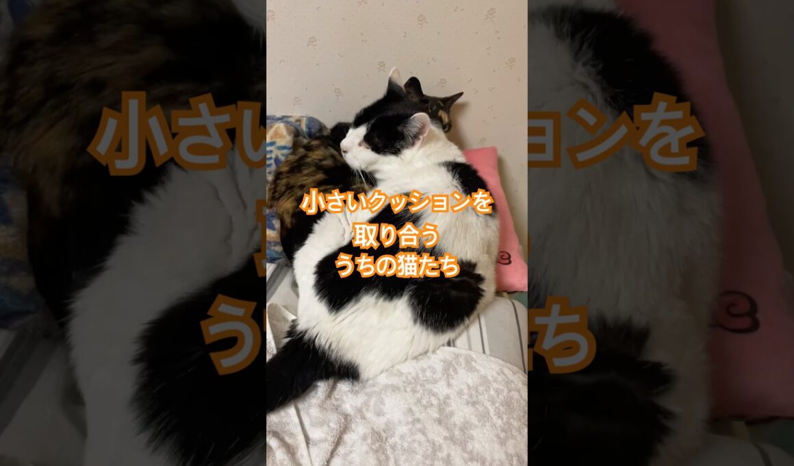 またまた大人気のクッション