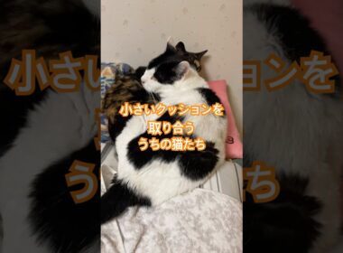 またまた大人気のクッション