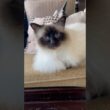 Visiting the 3 Beautiful Birman Cats Again (美しいバーマン猫3匹に再び会いに行く)