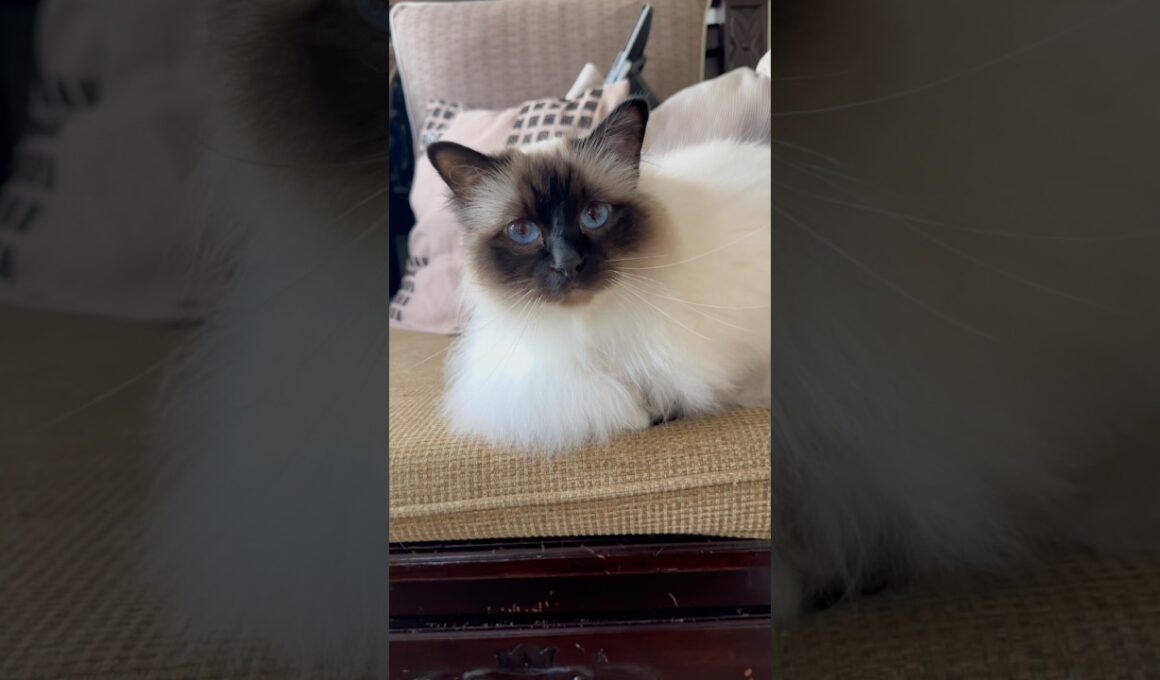 Visiting the 3 Beautiful Birman Cats Again (美しいバーマン猫3匹に再び会いに行く)