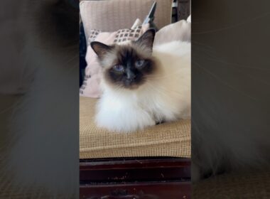 Visiting the 3 Beautiful Birman Cats Again (美しいバーマン猫3匹に再び会いに行く)