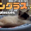バーマン猫ウリ【サングラス】Sunglasses（バーマン猫）Birman/Cat