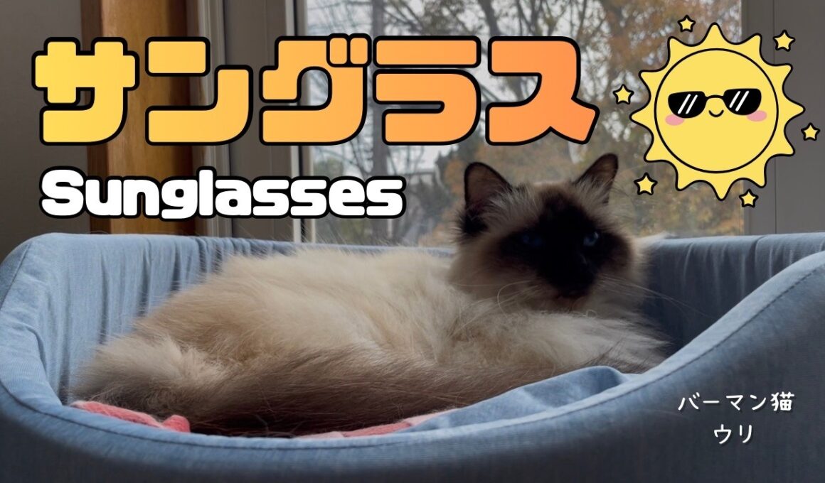 バーマン猫ウリ【サングラス】Sunglasses（バーマン猫）Birman/Cat