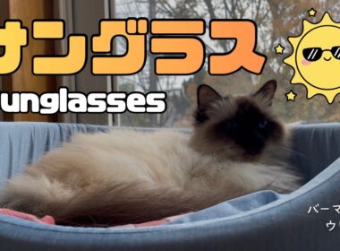 バーマン猫ウリ【サングラス】Sunglasses（バーマン猫）Birman/Cat