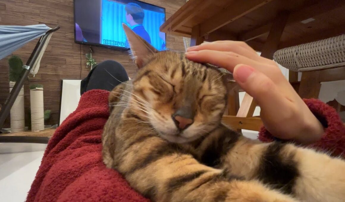 実は超甘えん坊なベンガル猫の日常🐱