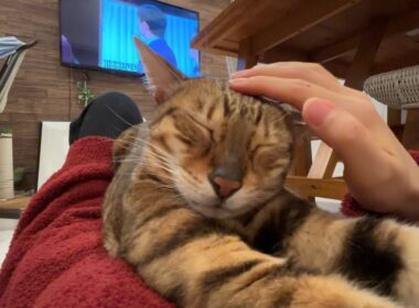 実は超甘えん坊なベンガル猫の日常🐱