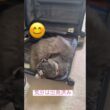 GWだ #ねこ動画 #アメリカンカール