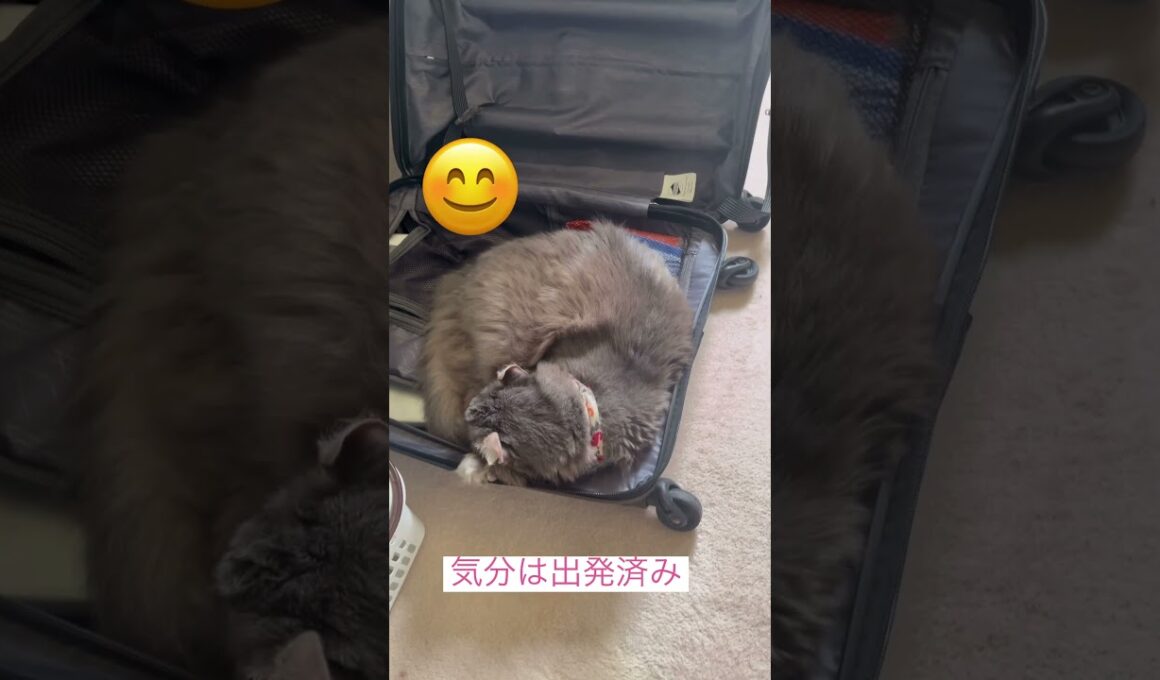 GWだ #ねこ動画 #アメリカンカール