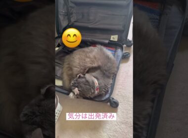 GWだ #ねこ動画 #アメリカンカール