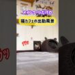 20260504メインクーンだけの【猫カフェの出勤風景】#cat #cooncat #mainecat #もふもふ