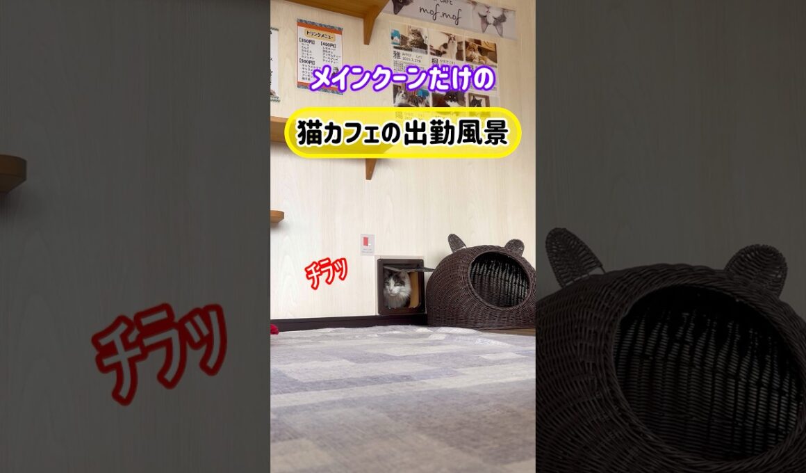 20260504メインクーンだけの【猫カフェの出勤風景】#cat #cooncat #mainecat #もふもふ