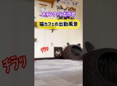 20260504メインクーンだけの【猫カフェの出勤風景】#cat #cooncat #mainecat #もふもふ