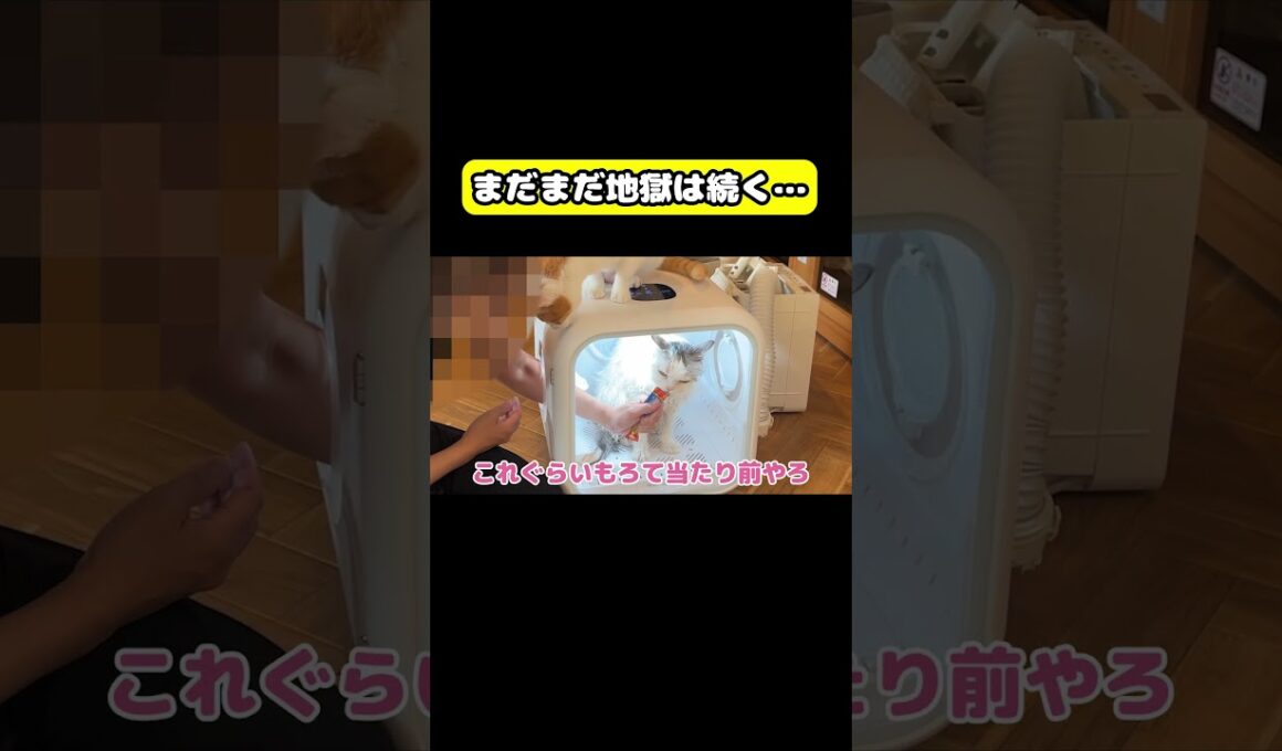 まだまだ地獄は続く…#猫 #おもしろ #アテレコ #ニャンチューバーつくし
