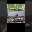 麦ちゃんとたぬシャム君は仲が悪い？野良猫、地域猫達にご飯場所を提供中。