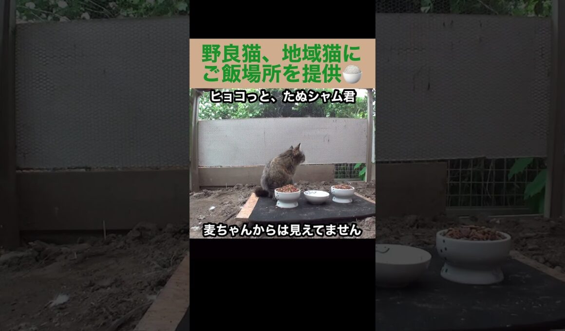 麦ちゃんとたぬシャム君は仲が悪い？野良猫、地域猫達にご飯場所を提供中。