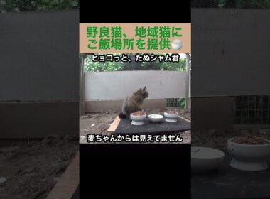 麦ちゃんとたぬシャム君は仲が悪い？野良猫、地域猫達にご飯場所を提供中。