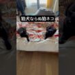 コマネコ。 #cat #猫のいる暮らし #にゃんグラム #セルカークレックス #ブリティッシュショートヘア #ボンベイ #黒猫