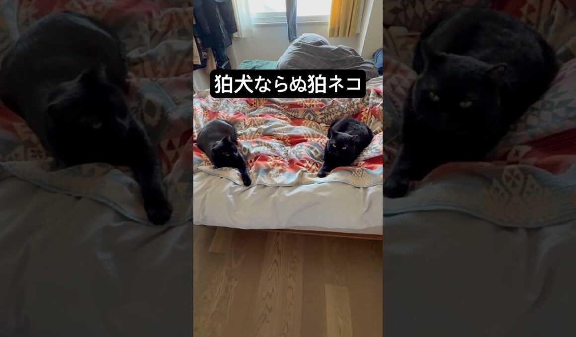 コマネコ。 #cat #猫のいる暮らし #にゃんグラム #セルカークレックス #ブリティッシュショートヘア #ボンベイ #黒猫