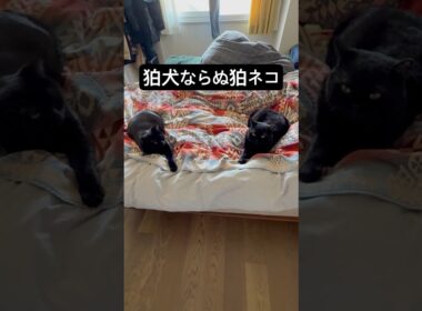 コマネコ。 #cat #猫のいる暮らし #にゃんグラム #セルカークレックス #ブリティッシュショートヘア #ボンベイ #黒猫