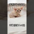【デボンレックス】 #デボンレックス #emeraldspirit #goldenrex #devonrex  #kitten #子猫 #デボンレックスブリーダー #ブリーダー #shorts #猫