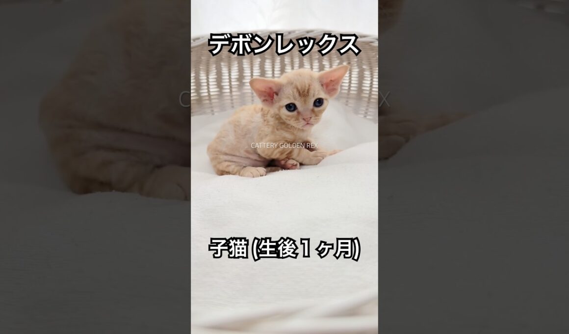 【デボンレックス】 #デボンレックス #emeraldspirit #goldenrex #devonrex  #kitten #子猫 #デボンレックスブリーダー #ブリーダー #shorts #猫