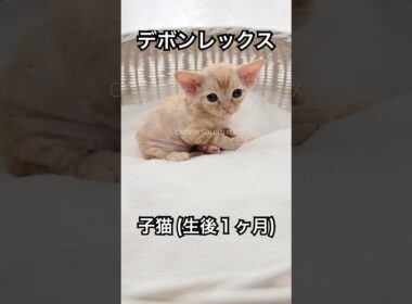 【デボンレックス】 #デボンレックス #emeraldspirit #goldenrex #devonrex  #kitten #子猫 #デボンレックスブリーダー #ブリーダー #shorts #猫