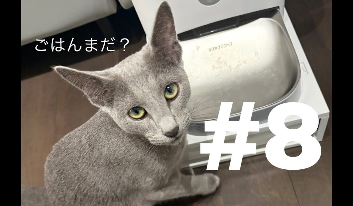 うちのロシアンブルー。名前は「なぎ」＃８　ごはん事情🍽️