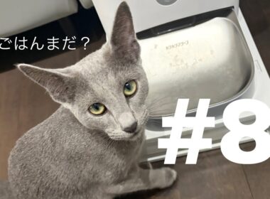 うちのロシアンブルー。名前は「なぎ」＃８　ごはん事情🍽️
