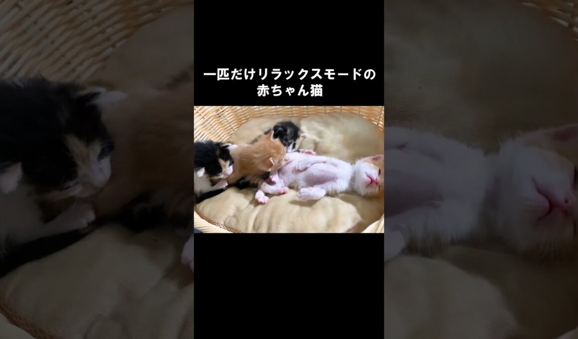 一匹だけリラックスモードの赤ちゃん猫 #保護子猫