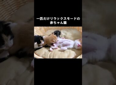 一匹だけリラックスモードの赤ちゃん猫 #保護子猫
