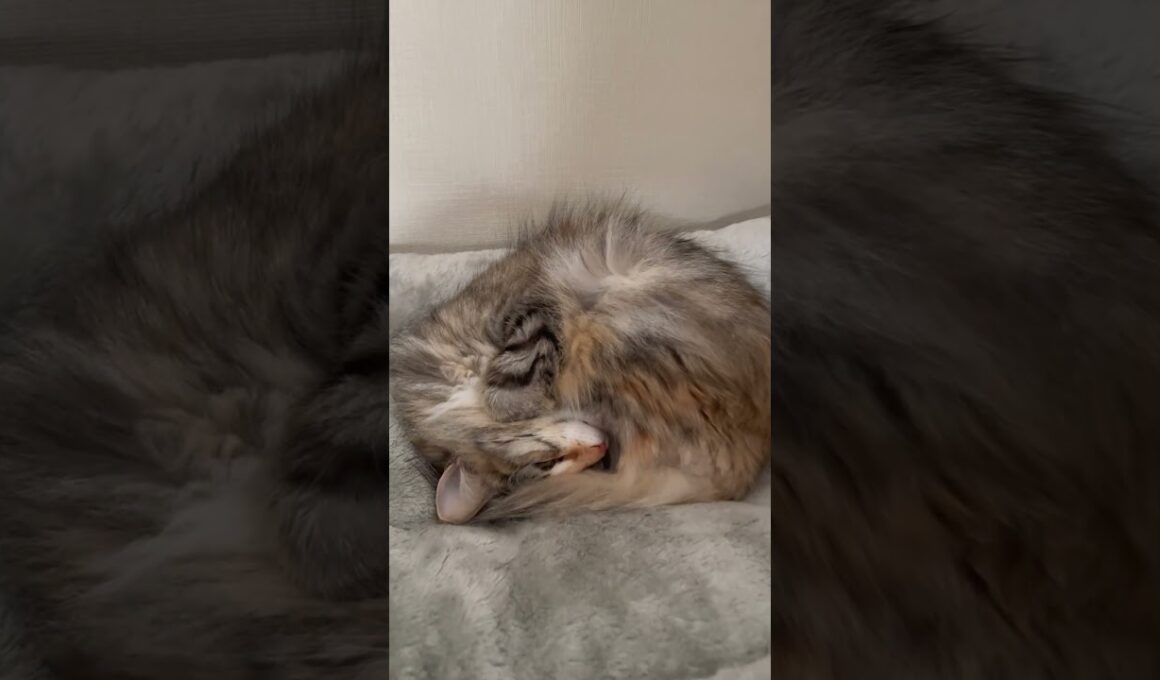 『北欧猫もまだ寝ていたいゴールデンウィーク💤』 #ノルウェージャンフォレストキャット #norwegian #ネコ #猫  #かわいい #shorts