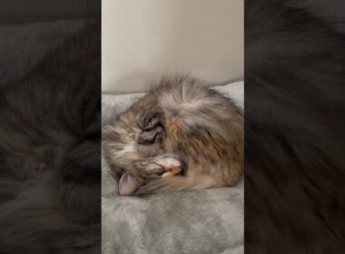『北欧猫もまだ寝ていたいゴールデンウィーク💤』 #ノルウェージャンフォレストキャット #norwegian #ネコ #猫  #かわいい #shorts