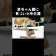 赤ちゃん猫に気づいた先住猫　#保護子猫