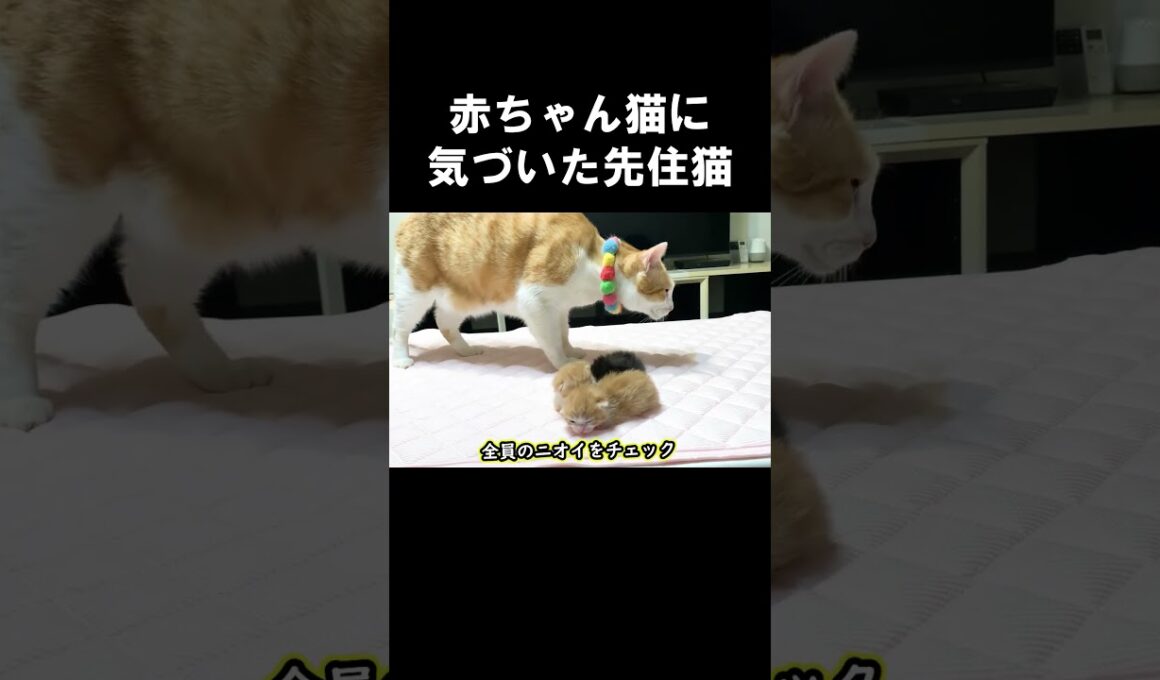 赤ちゃん猫に気づいた先住猫　#保護子猫